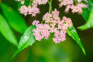 Pollinator project promotes native plants that nurture